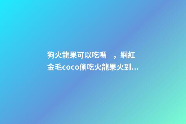 狗火龍果可以吃嗎，網紅金毛coco偷吃火龍果火到國外-第1張-觀點-玄機派
